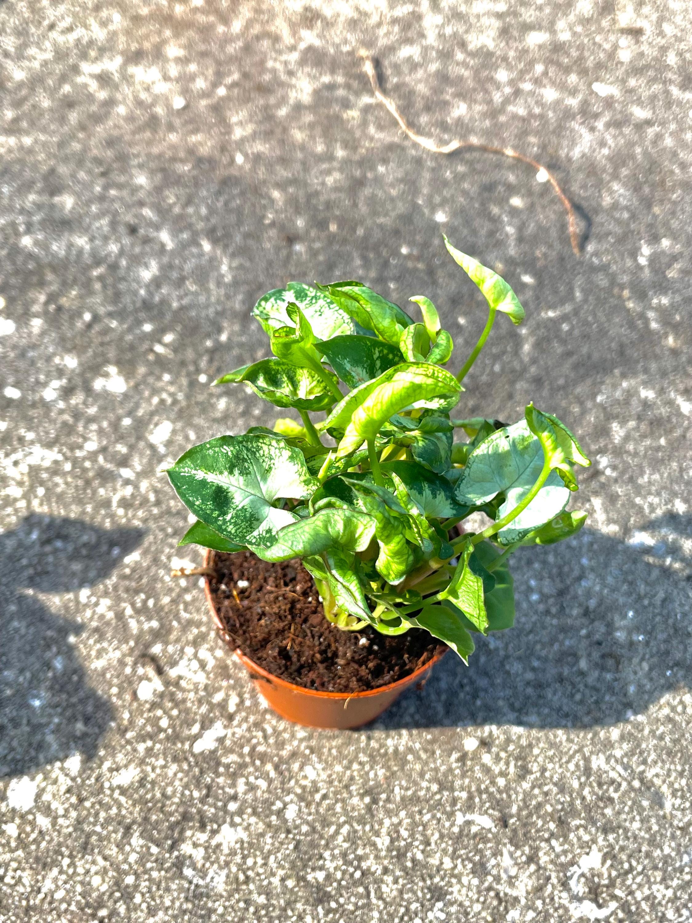 Syngonium compact “Shorty” unique starter plant **(ALL plants require you to purchase ANY 2 plants!)**