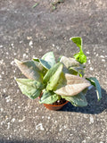 Syngonium pink “granny panties” starter plant **(ALL plants require you to purchase ANY 2 plants!)**