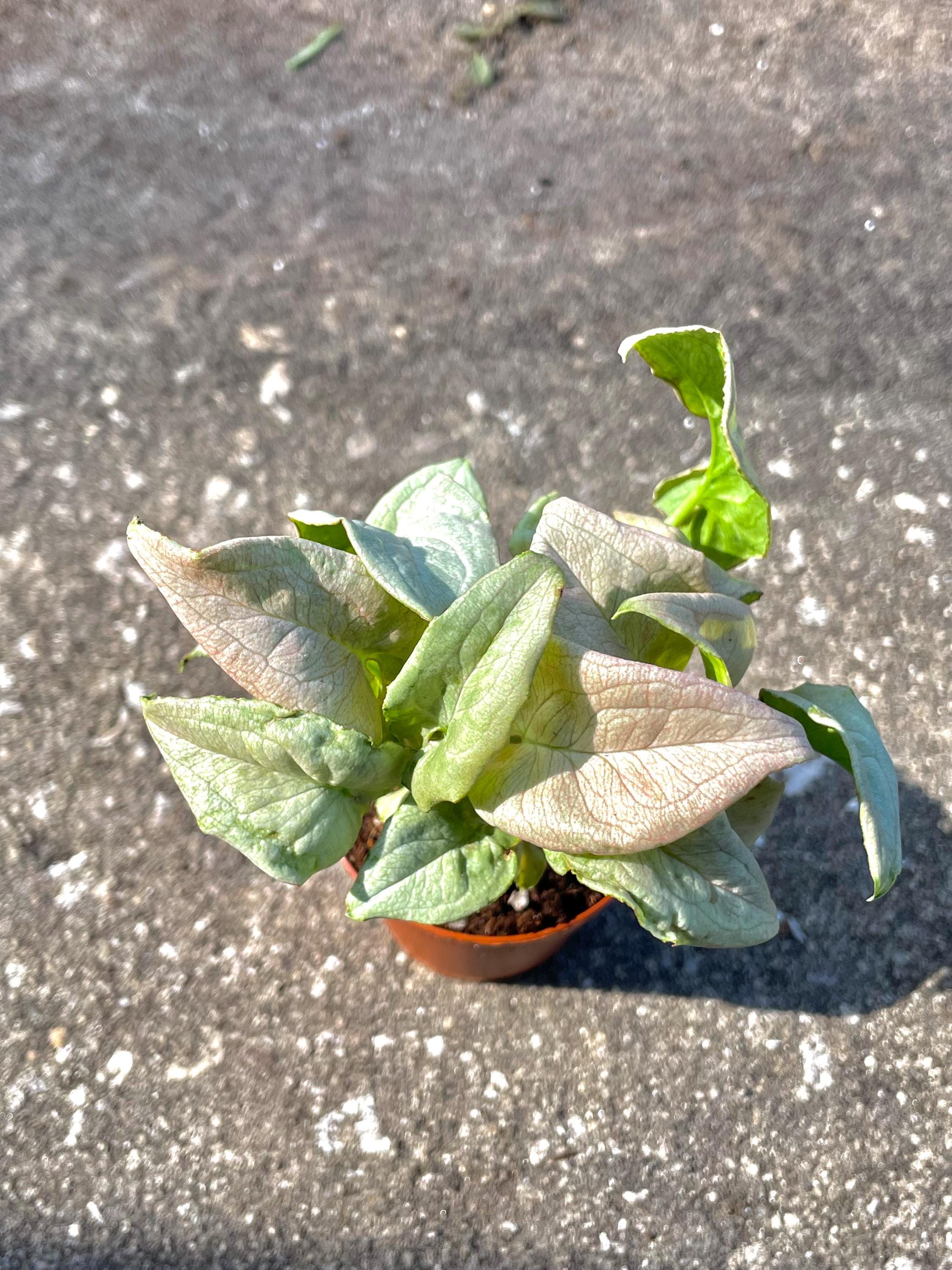 Syngonium pink “granny panties” 2” pot **(ALL plants require you to purchase ANY 2 plants!)**