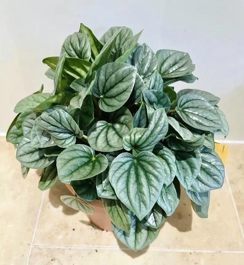 Peperomia Moonlight silver starter plant **(ALL plants require you to purchase ANY 2 plants!)**