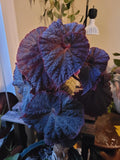 Iridescent Begonia Black magic 4” pot **(ALL PLANTS require you to purchase 2 plants!)**