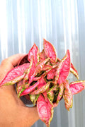 Syngonium pink chameleon unique starter plant **(ALL plants require you to purchase ANY 2 plants!)**