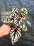 Begonia Steves Fang 4” pot **(ALL PLANTS require you to purchase 2 plants!)**