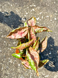 Syngonium pink chameleon unique 2” pot **(ALL plants require you to purchase ANY 2 plants!)**