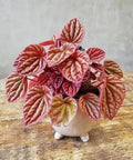 Peperomia Quito (variegated caperata) starter plant **(ALL plants require you to purchase ANY 2 plants!)**