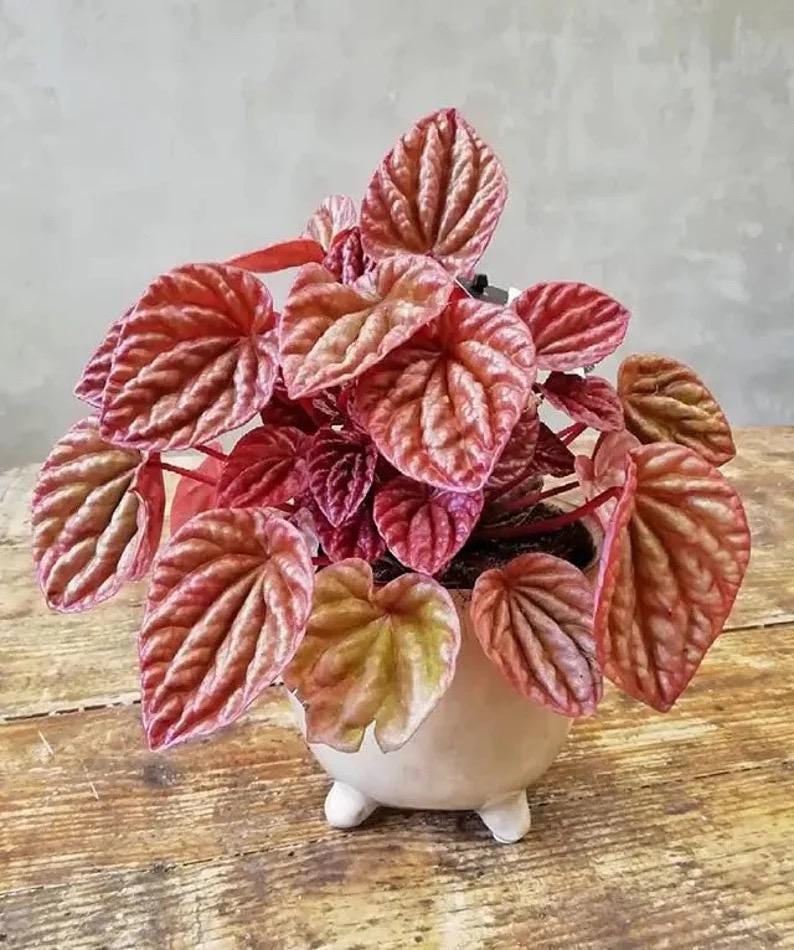 Peperomia Quito (variegated caperata) starter plant **(ALL plants require you to purchase ANY 2 plants!)**
