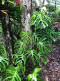 Monstera Sierrana starter plant **(ALL plants require you to purchase ANY 2 plants!)**
