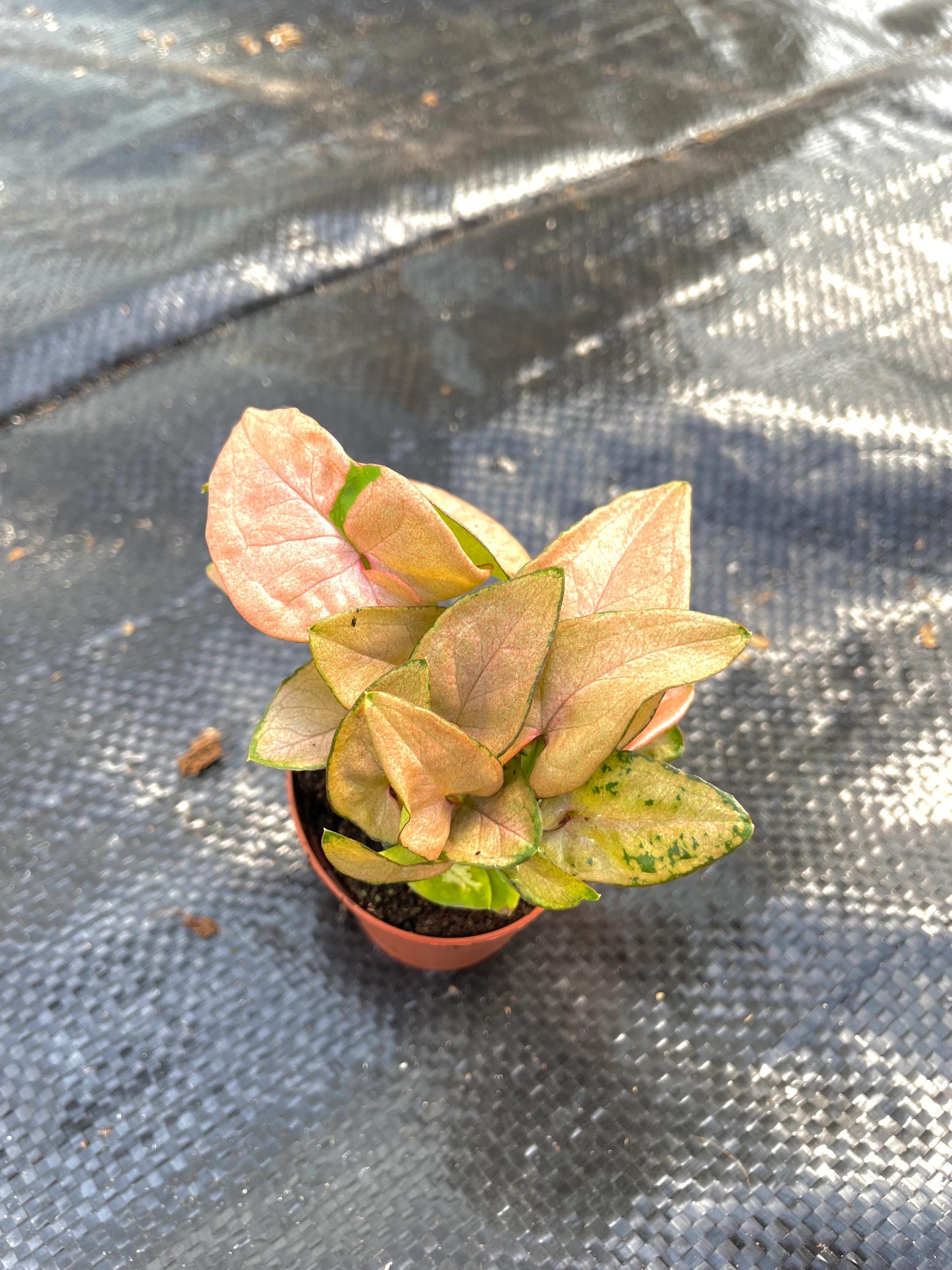 Syngonium Coral Pink starter plant **(ALL plants require you to purchase ANY 2 plants!)**