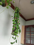 Hoya Imbricata very unique vining starter plant **(ALL plants require you to purchase ANY 2 plants!)*