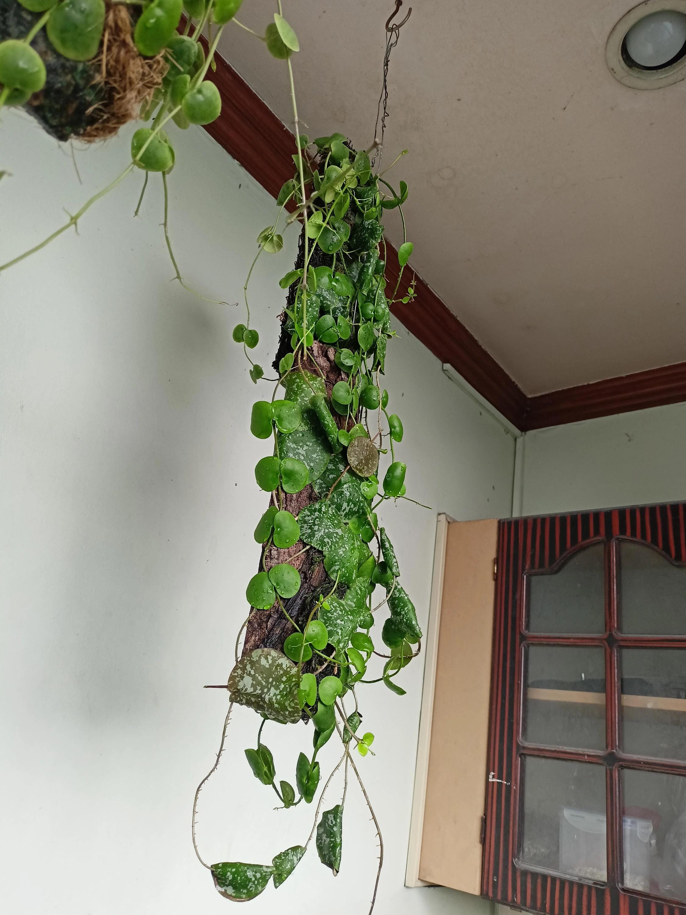 Hoya Imbricata very unique vining starter plant **(ALL plants require you to purchase ANY 2 plants!)*