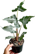 Alocasia Holy Grail Rare starter plant **(ALL plants require you to purchase ANY 2 plants!)**