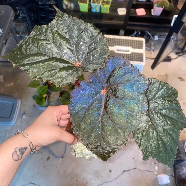 Iridescent Begonia Taconite starter plant **(ALL PLANTS require you to purchase 2 plants!)**