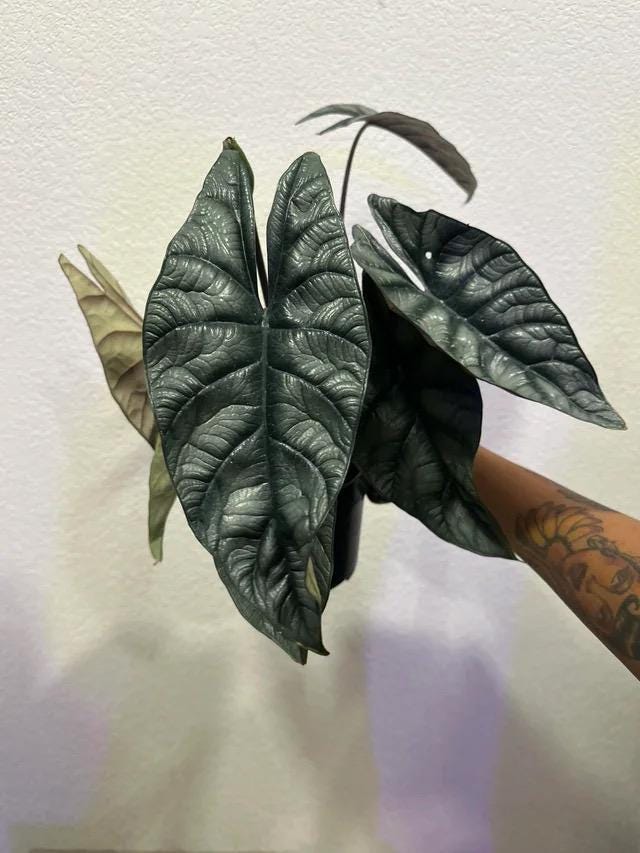 Alocasia Dragon Wings RARE starter plant  **(MUST purchase ANY 2 plants to complete order!)**