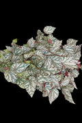 Iridescent Begonia sp.purple starter plant **(ALL PLANTS require you to purchase 2 plants!)**