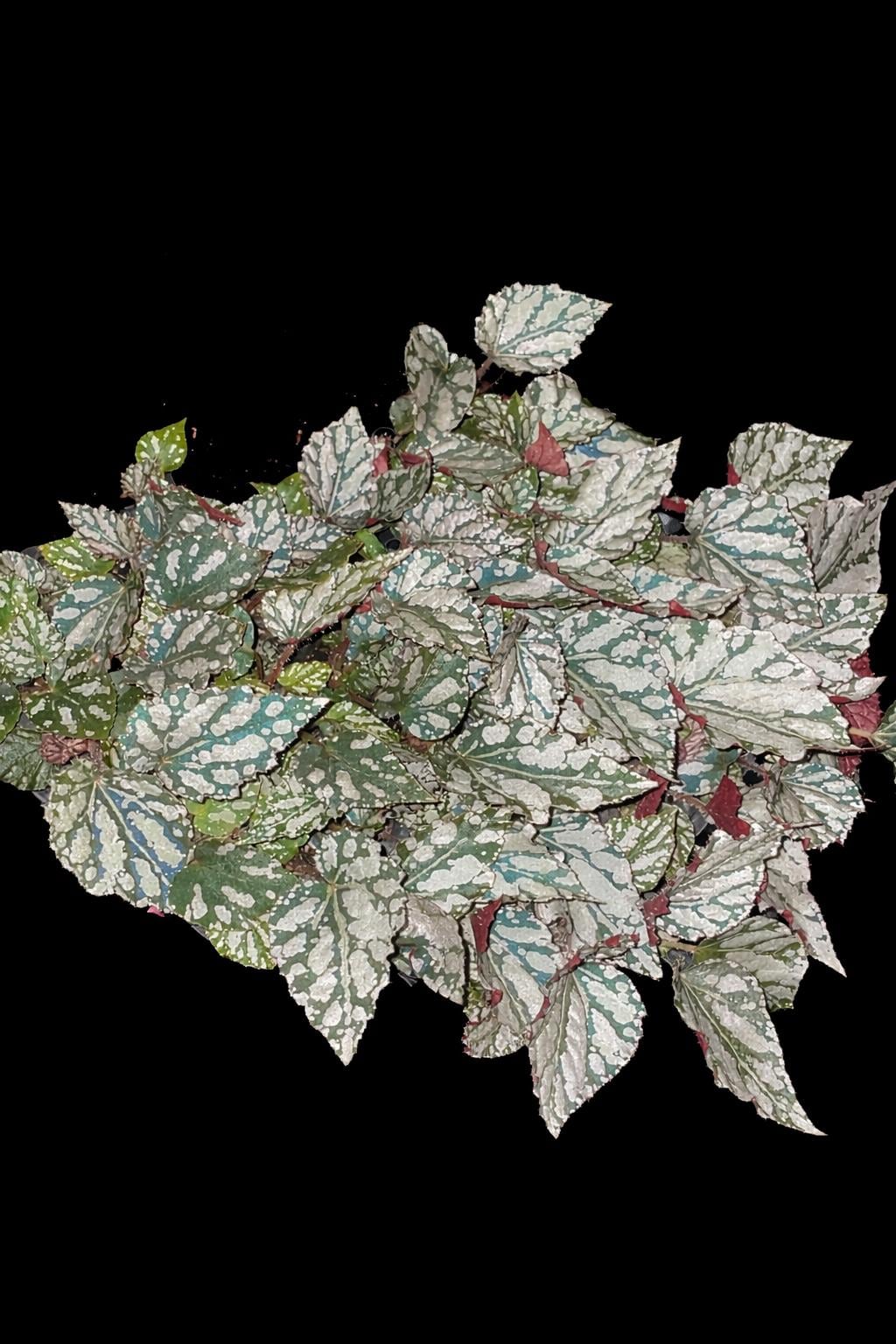 Iridescent Begonia sp.purple starter plant **(ALL PLANTS require you to purchase 2 plants!)**
