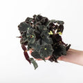 Begonia Black escargot starter plant **(ALL PLANTS require you to purchase 2 plants!)**