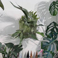 Platycerium .sp polar bear Staghorn Fern Rare Starter Plant **(ALL STARTER PLANTS require you to purchase 2 plants!)**
