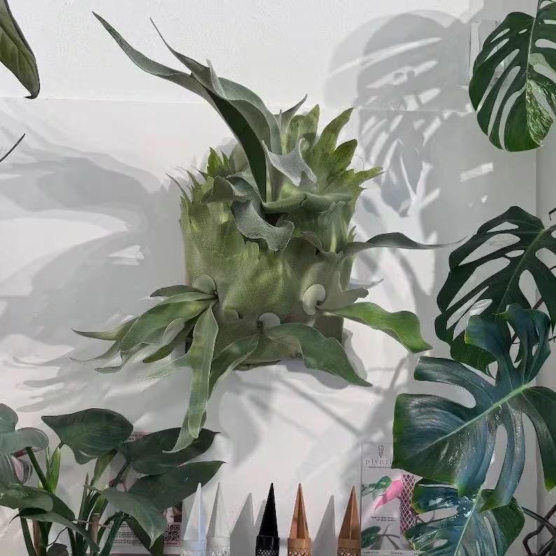 Platycerium .sp polar bear Staghorn Fern Rare Starter Plant **(ALL STARTER PLANTS require you to purchase 2 plants!)**
