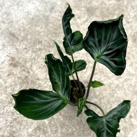 Alocasia Teletubbies RARE starter plant **(MUST purchase ANY 2 plants to complete order!)**