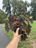 Begonia Black velvet 4” pot **(ALL PLANTS require you to purchase 2 plants!)**