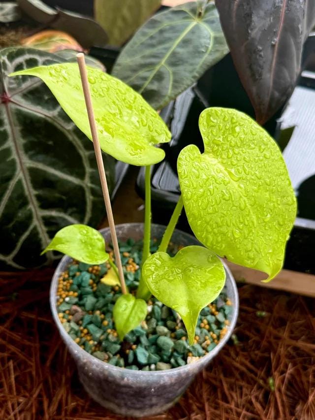 Monstera Lemon Lime ROOTED rare starter plant **(ALL plants require you to purchase ANY 2 plants!)**