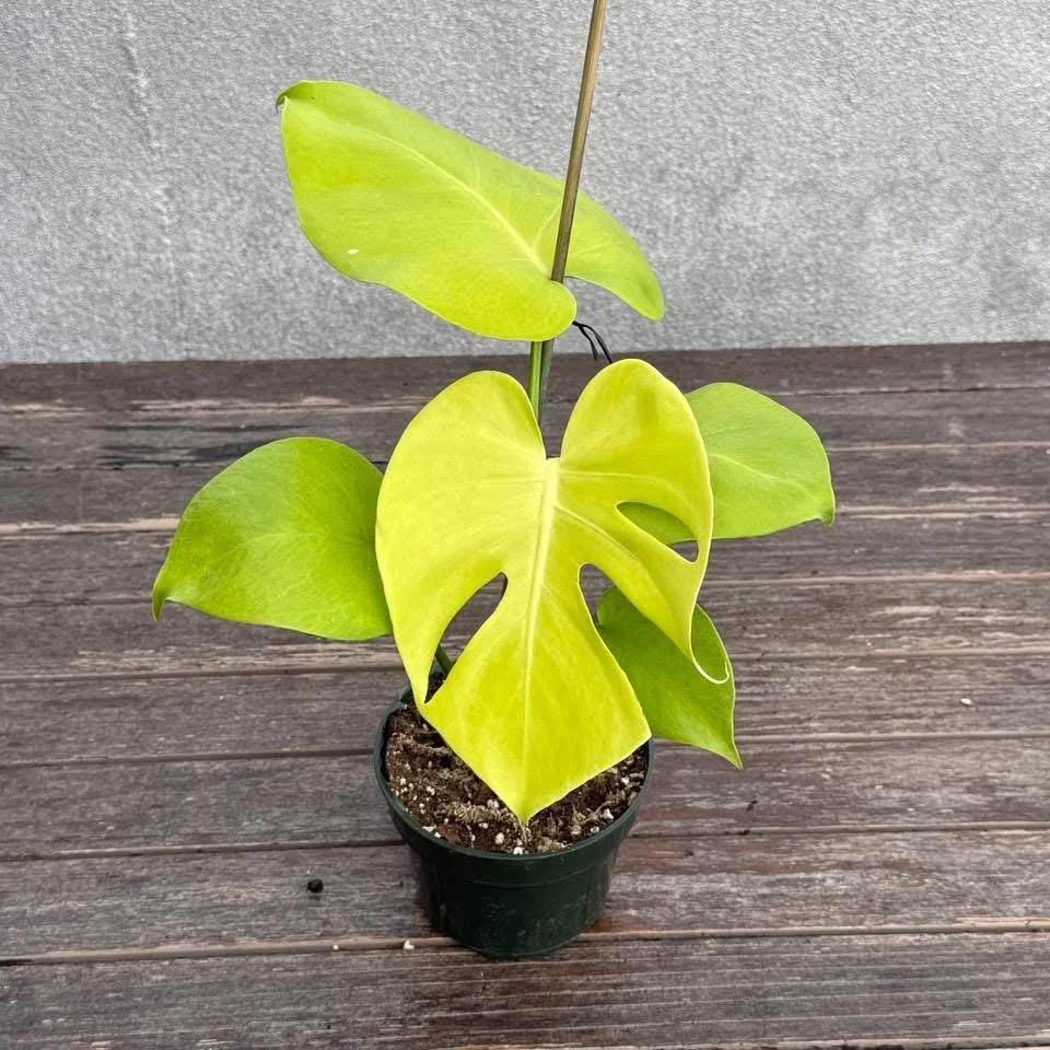 Monstera Lemon Lime ROOTED rare starter plant **(ALL plants require you to purchase ANY 2 plants!)**