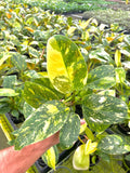 Philodendron Green Congo Nuclear high variegated 4” pot **(ALL plants require you to purchase ANY 2 plants!)**