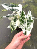 Alocasia Variegated Frydek XL plant **(ALL plants require you to purchase ANY 2 plants!)**