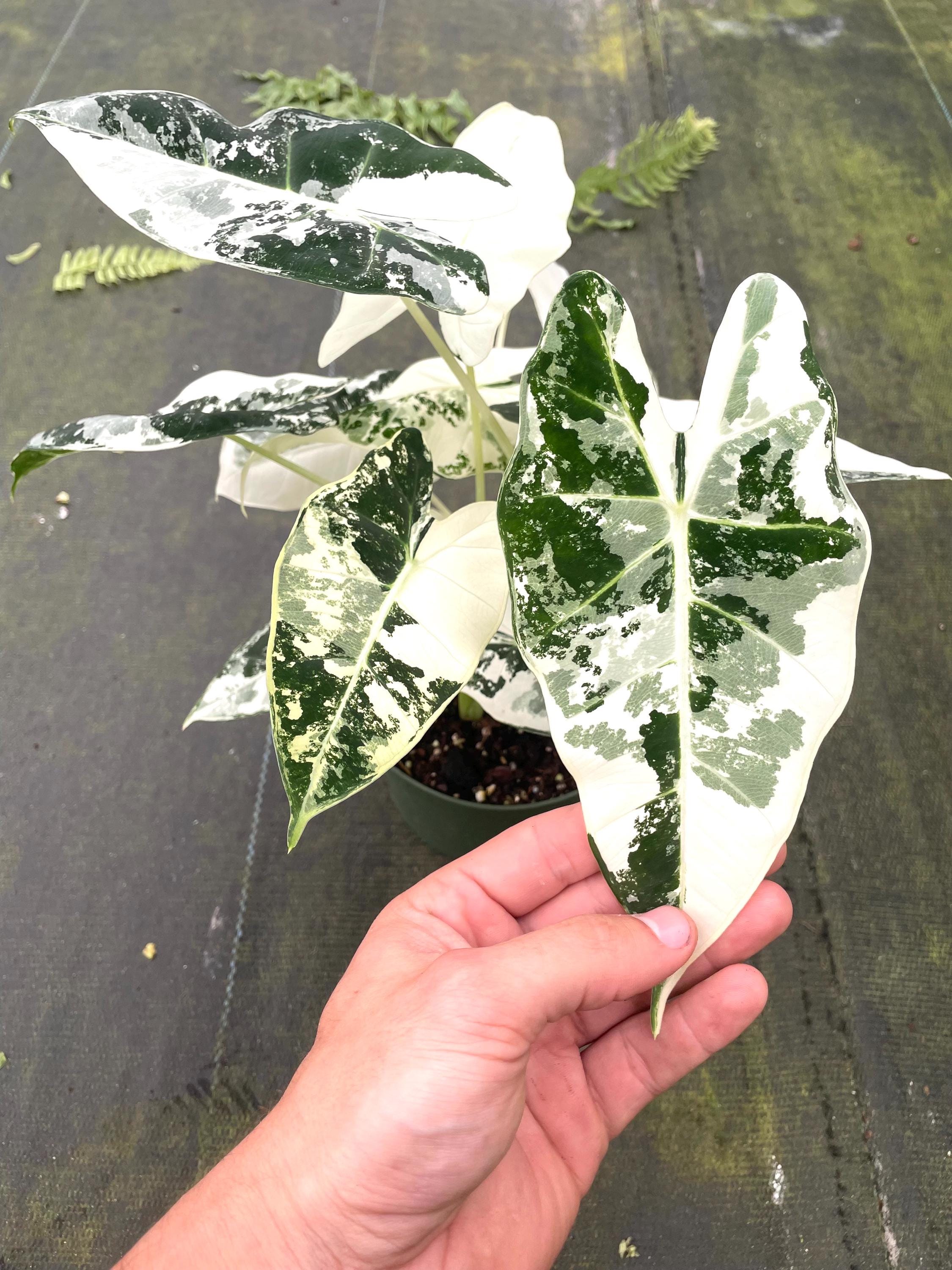 Alocasia Variegated Frydek XL plant **(ALL plants require you to purchase ANY 2 plants!)**