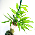 Monstera subpinnata unique starter plant **(ALL plants require you to purchase ANY 2 plants!)**