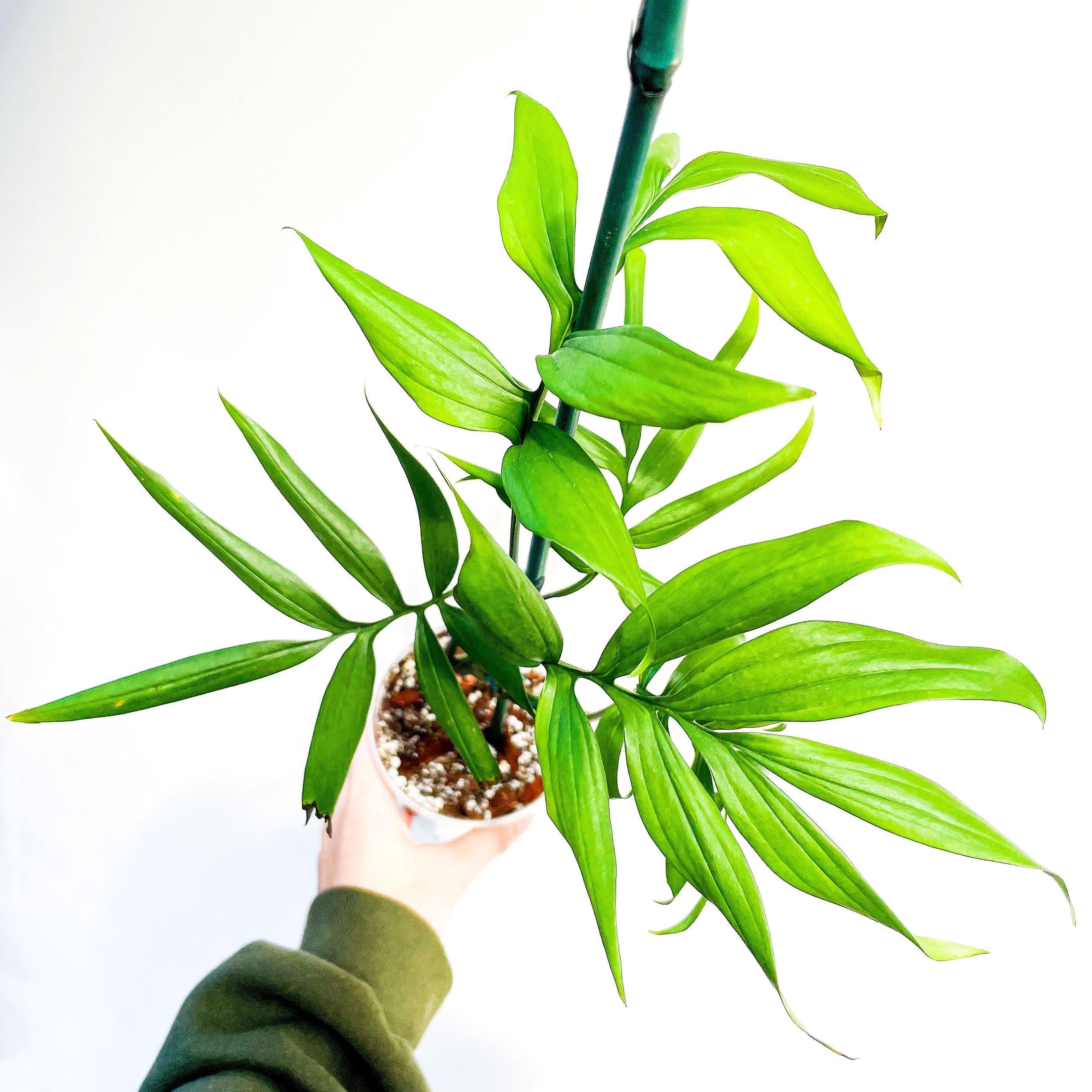 Monstera subpinnata multistem 4” pot  **(ALL plants require you to purchase ANY 2 plants!)**