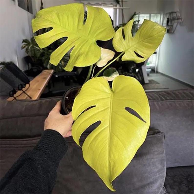 Monstera Deliciosa Lemon Lime ROOTED rare starter plant **(ALL plants require you to purchase ANY 2 plants!)**