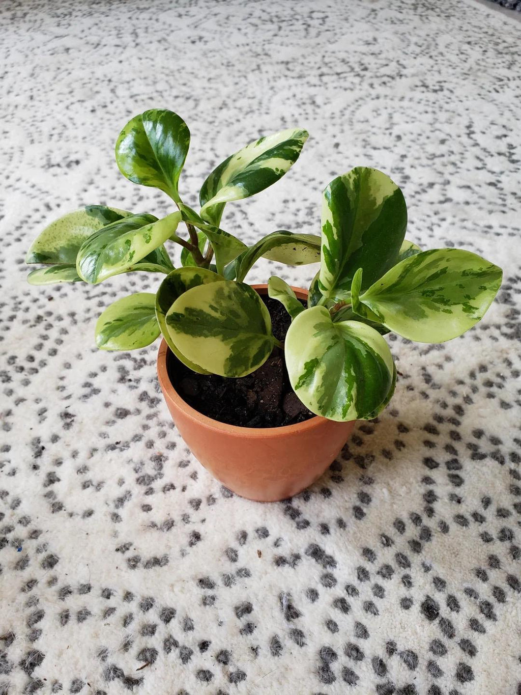 Peperomia Obtusifolia variegated 2” pot **(ALL plants require you to purchase ANY 2 plants!)**