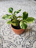 Peperomia Obtusifolia variegated 2” pot **(ALL plants require you to purchase ANY 2 plants!)**