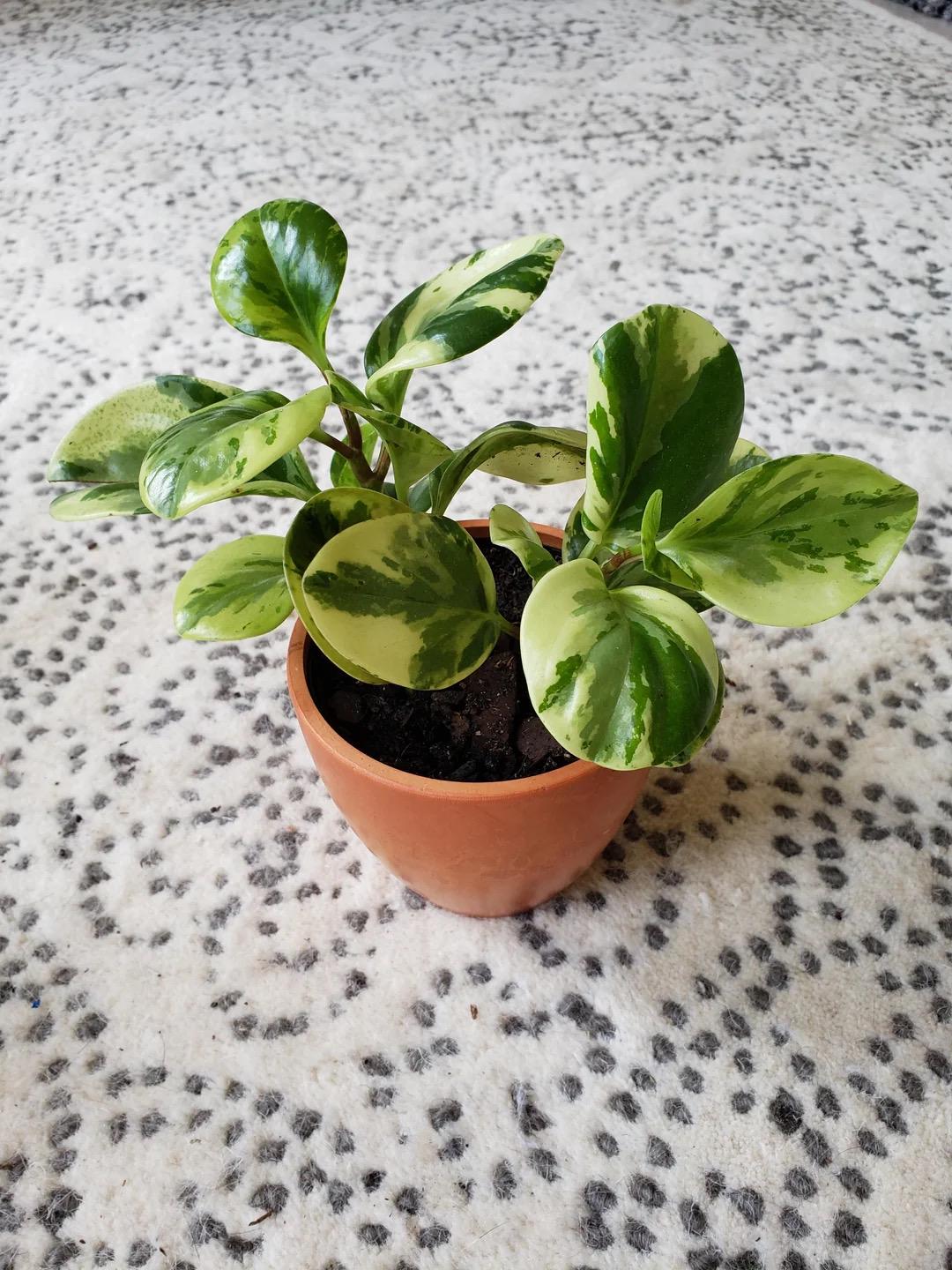 Peperomia Obtusifolia variegated 2” pot **(ALL plants require you to purchase ANY 2 plants!)**