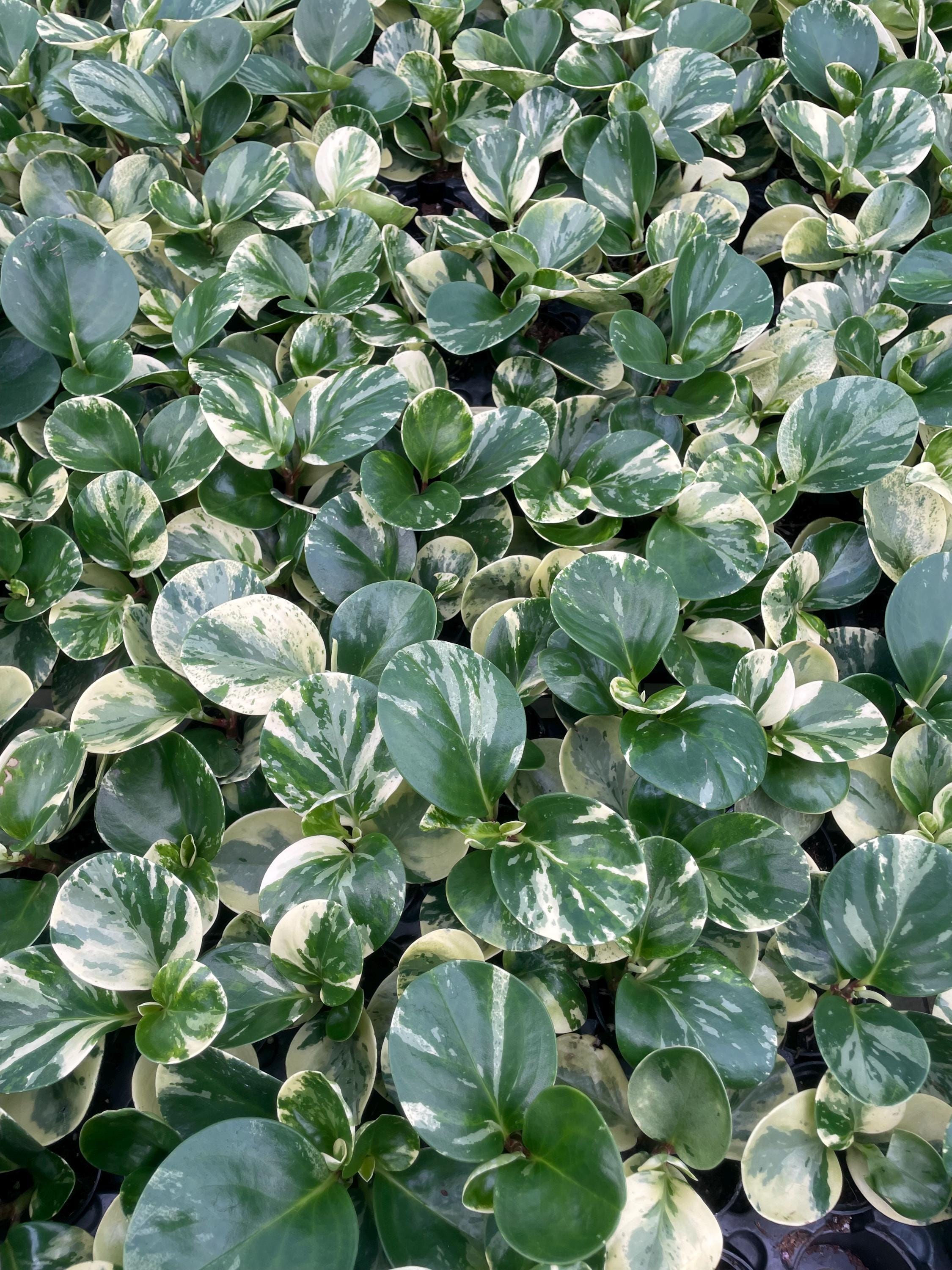 Peperomia Obtusifolia variegated 2” pot **(ALL plants require you to purchase ANY 2 plants!)**