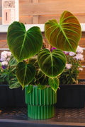 Philodendron el choco red climbing starter plant **(ALL plants require you to purchase ANY 2 plants!)**
