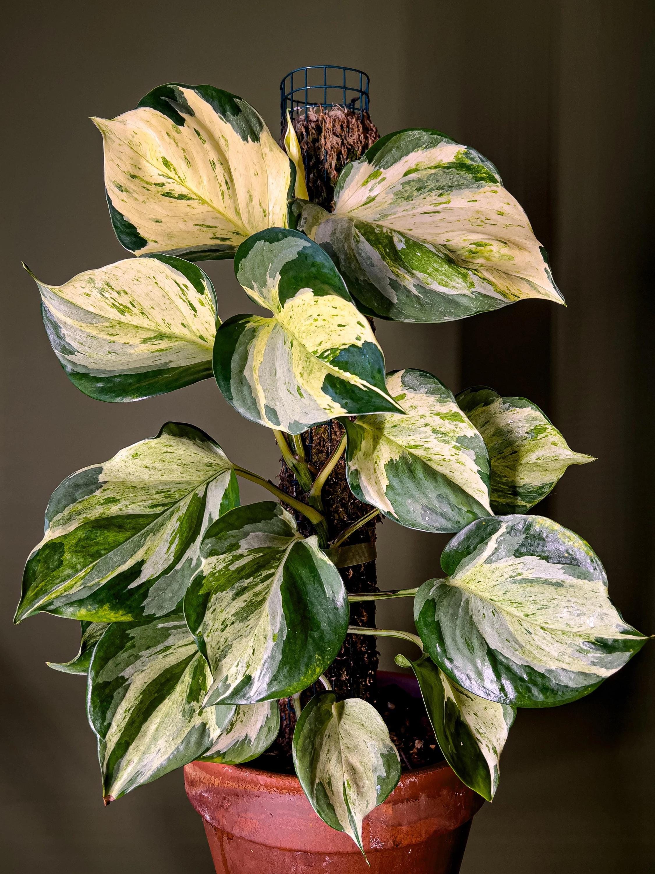 Manjula pothos rare 2” pot **(ALL plants require you to purchase ANY 2 plants!)**