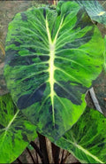 Colocasia Mojito revolution elephant ear starter plant  **(ALL plants require you to purchase ANY 2 plants!)**