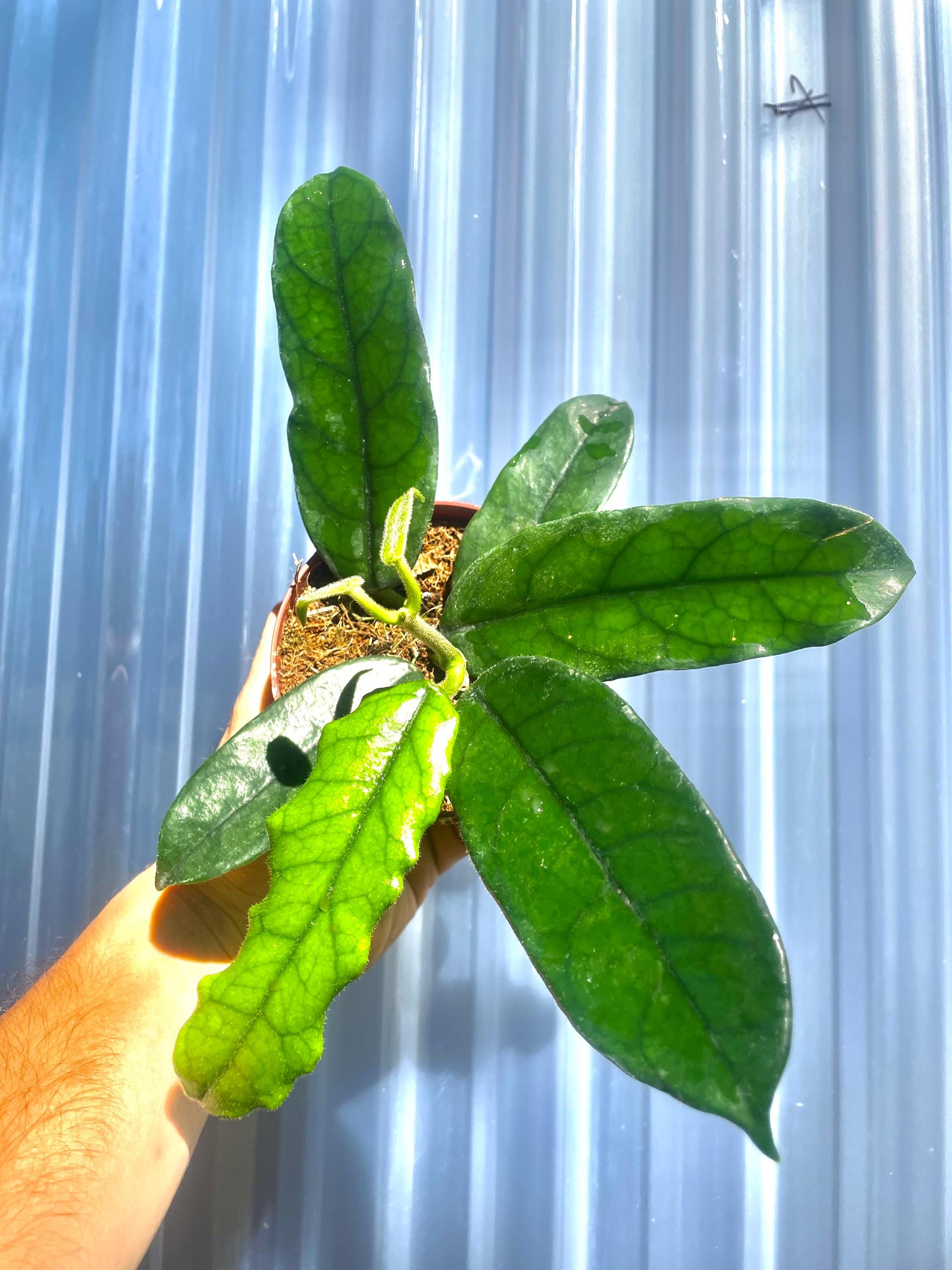 Hoya Villosa Cao bang rare 4” pot (ALL PLANTS require you to purchase 2 plants!)**
