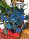 Iridescent Begonia Black velvet starter plant **(ALL PLANTS require you to purchase 2 plants!)**