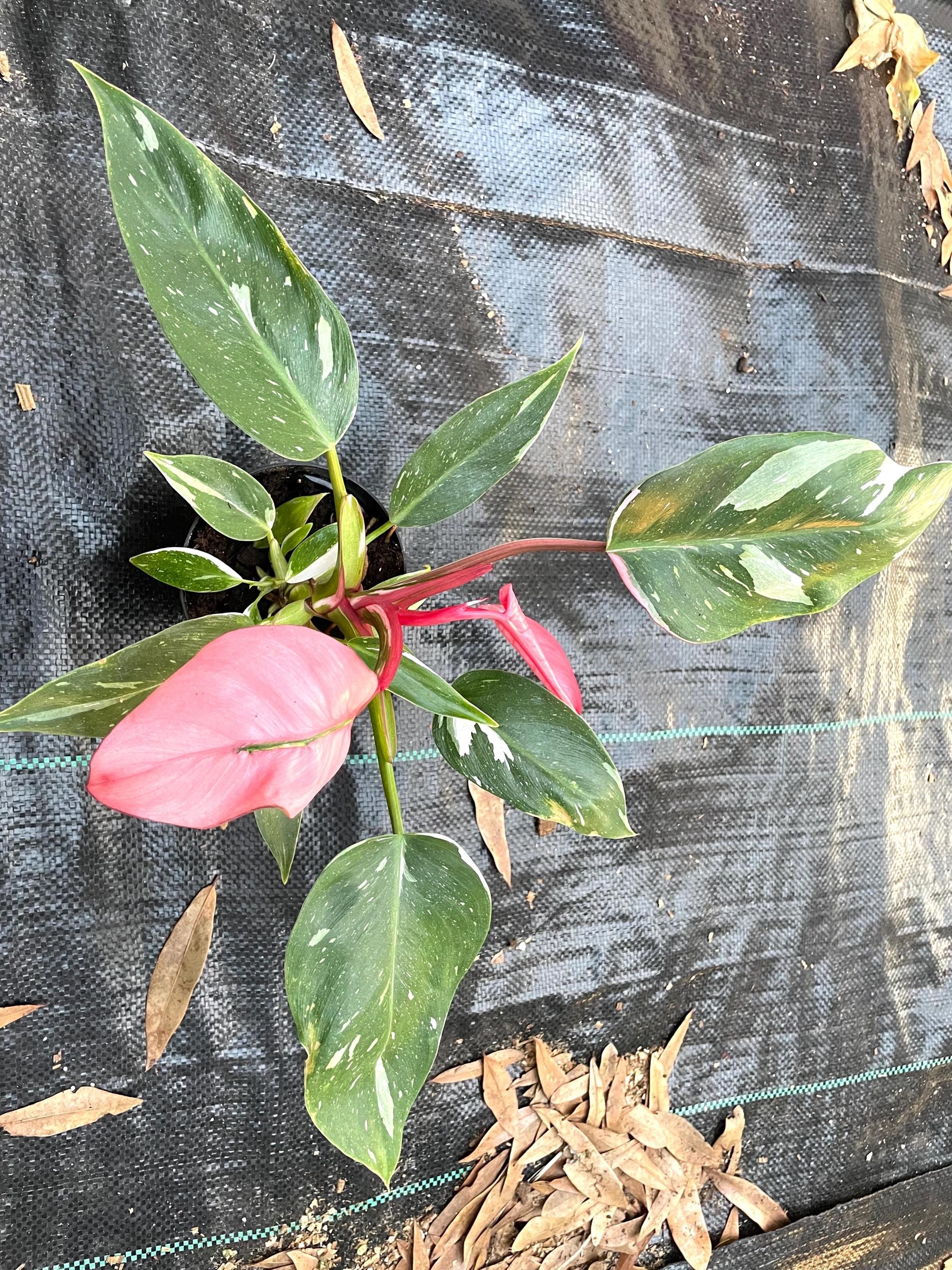 Philodendron Tricolor princess 4” full pink leaf exact 4” pot **(ALL plants require you to purchase ANY 2 plants!)**