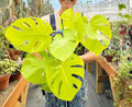 Monstera Super golden rare starter plant **(ALL plants require you to purchase ANY 2 plants!)**