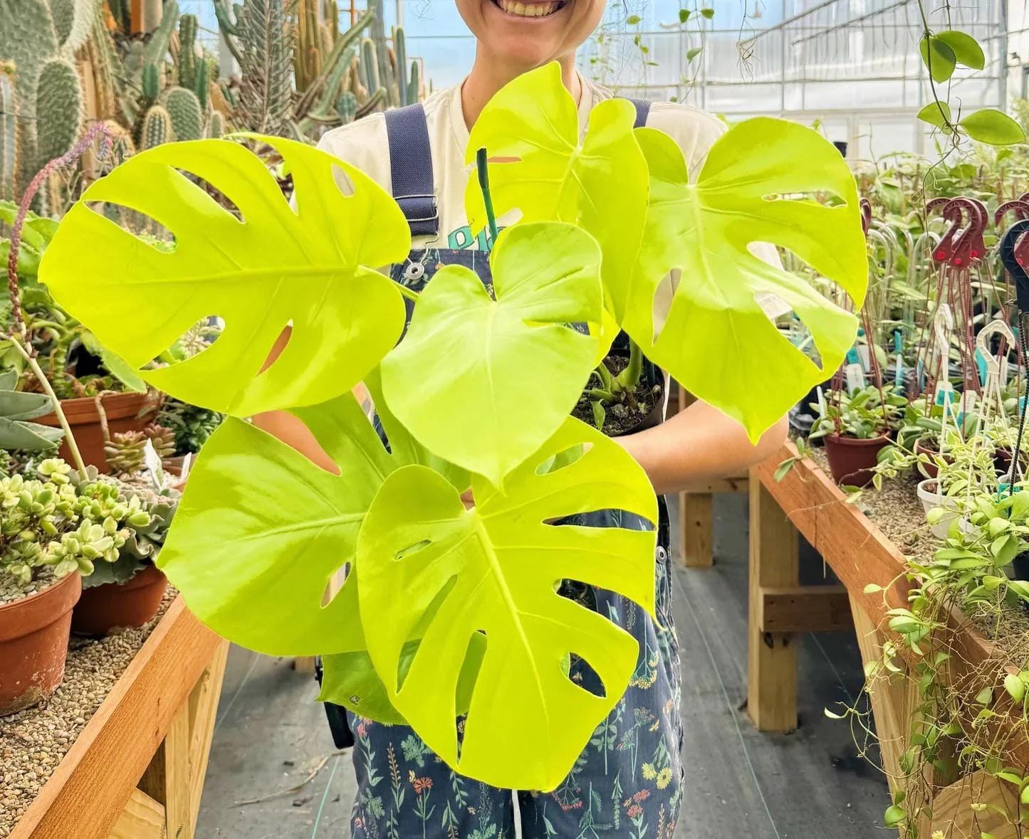 Monstera Super golden rare starter plant **(ALL plants require you to purchase ANY 2 plants!)**
