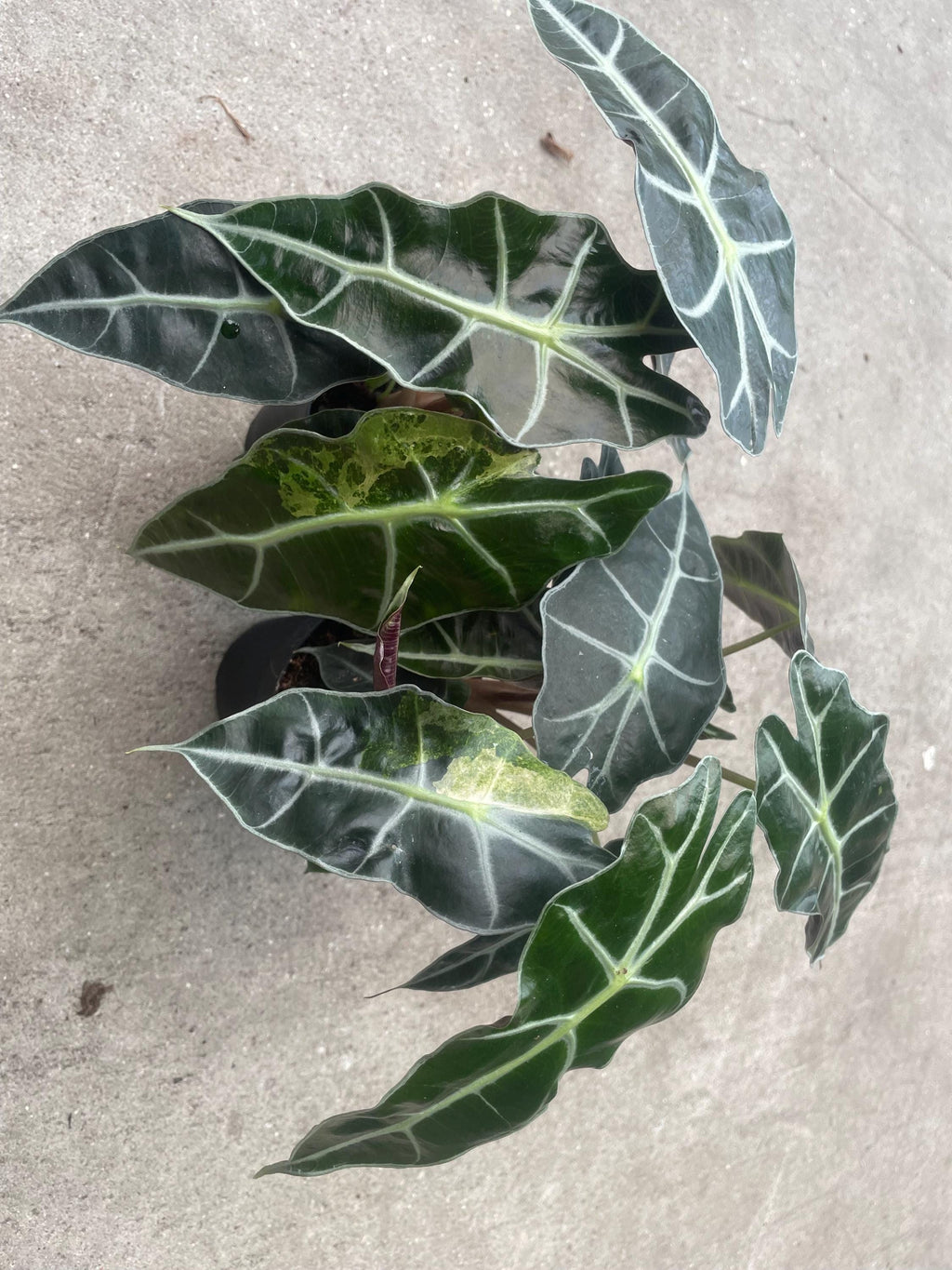 Alocasia Variegated Polly “Aurea” 4” pot **(ALL plants require you to purchase ANY 2 plants!)**