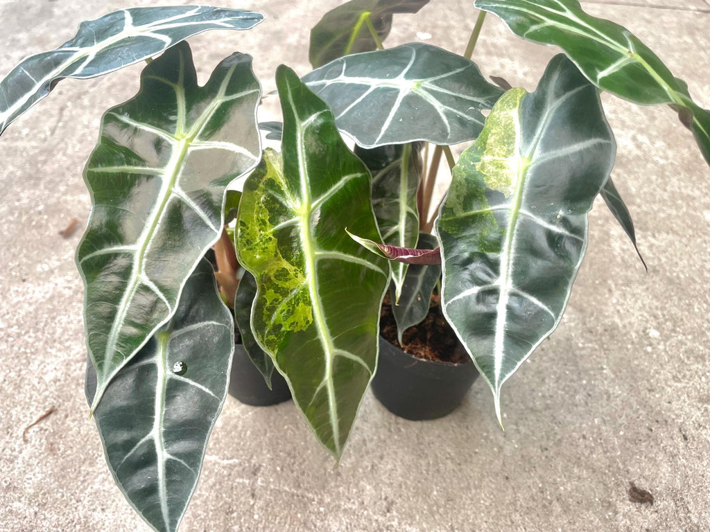 Alocasia Variegated Polly “Aurea” 4” pot **(ALL plants require you to purchase ANY 2 plants!)**