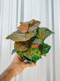 Syngonium Maria allusion starter plant **(ALL plants require you to purchase ANY 2 plants!)**