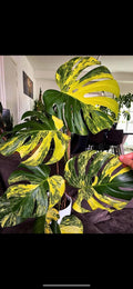 Monstera Aurea variegated ROOTED rare 4” pot (short) **(ALL plants require you to purchase ANY 2 plants!)**