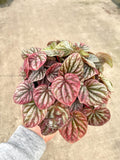 Peperomia Fireball XL plant **(ALL plants require you to purchase ANY 2 plants!)**