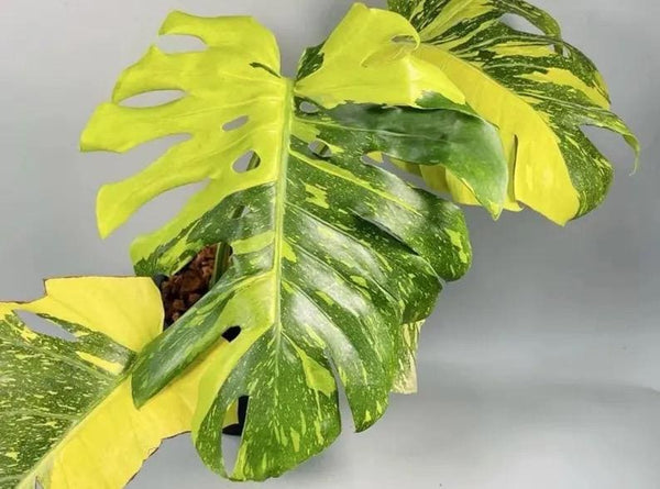 Monstera Electrolyte variegated ROOTED rare starter plant **(ALL plants require you to purchase ANY 2 plants!)**